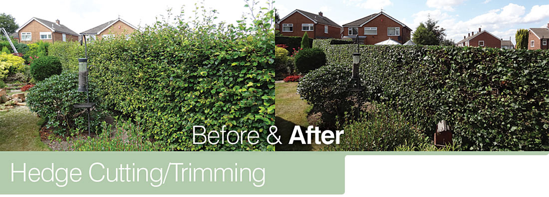 Hedge Cutting/Trimming - Before & After